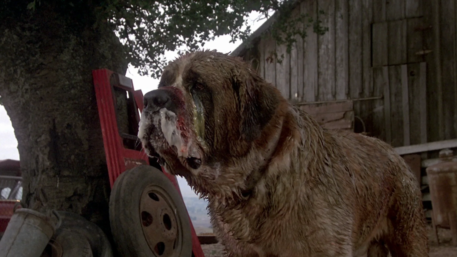 Cujo