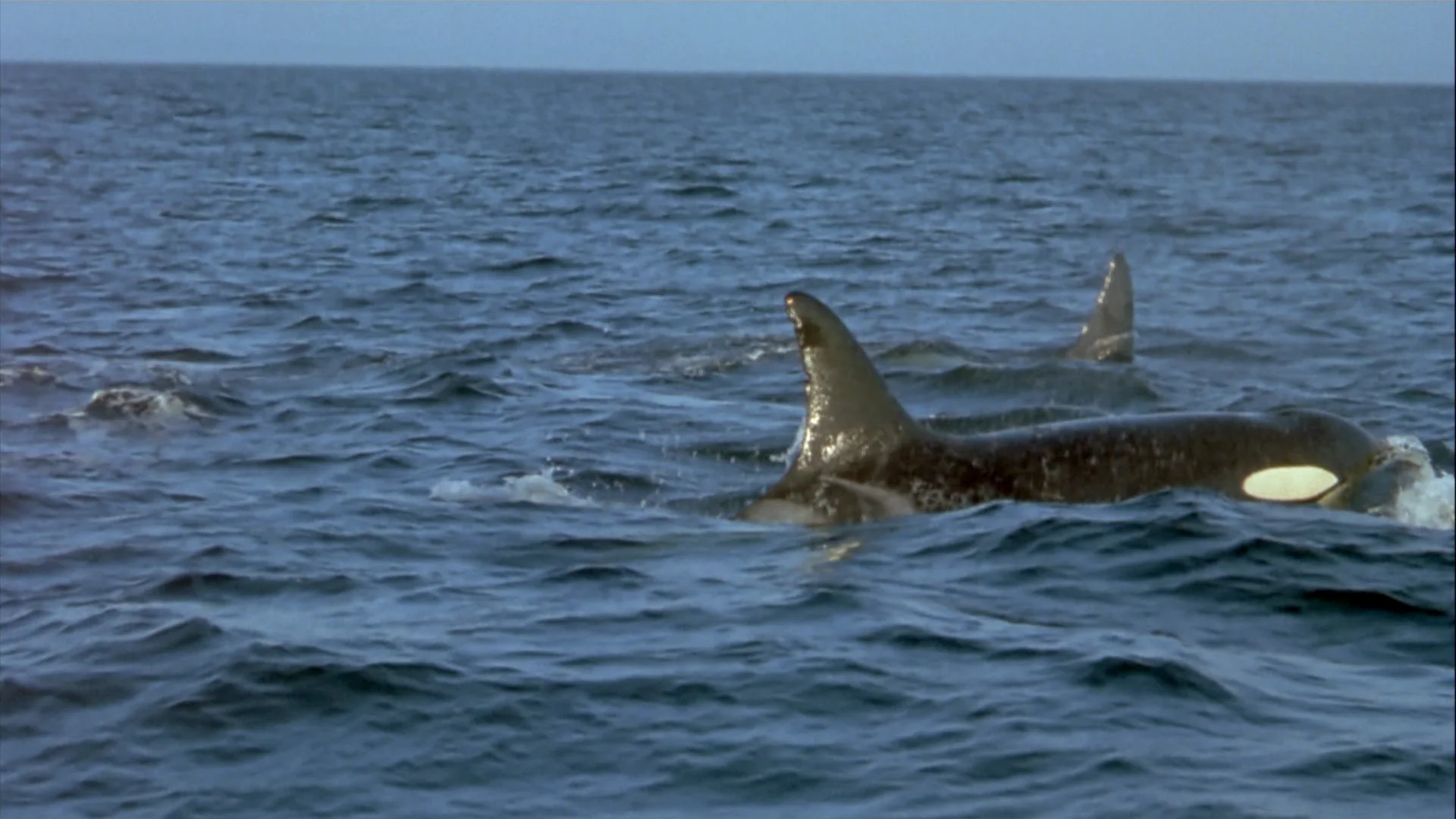 Free Willy 3: The Rescue