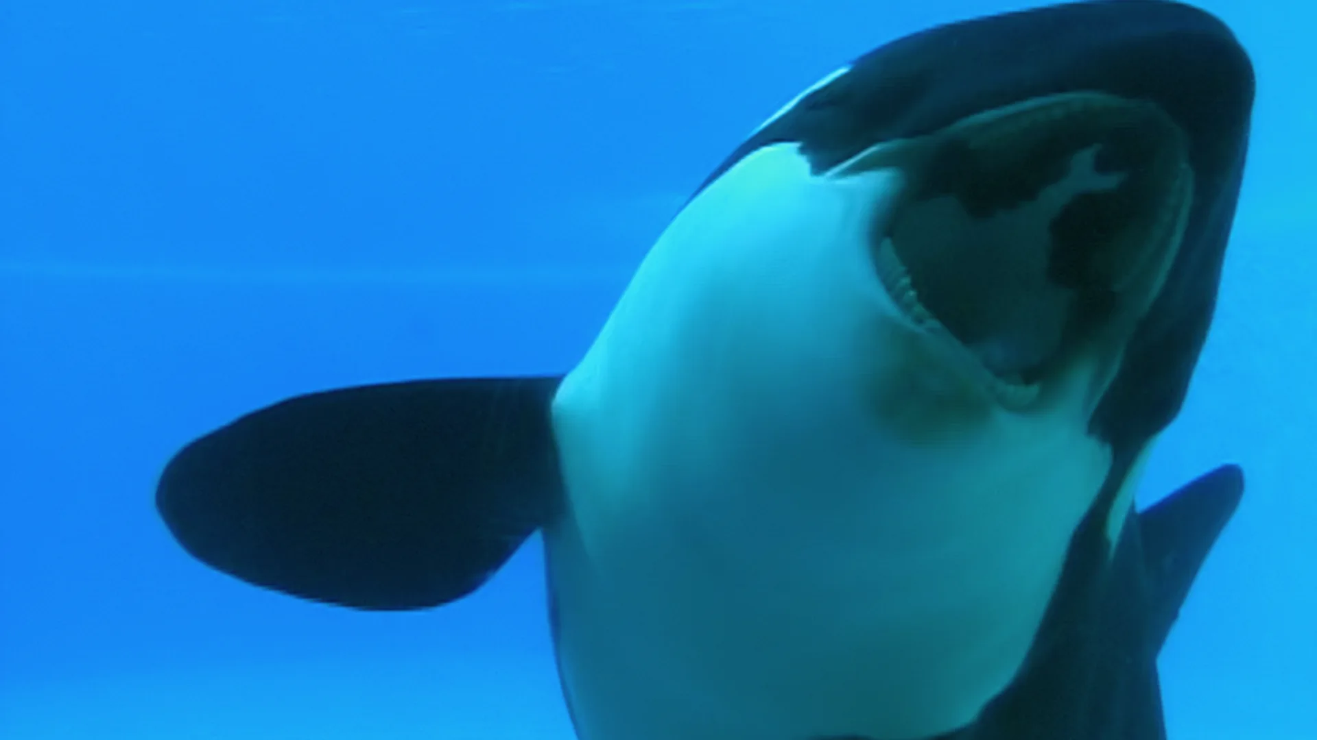 Blackfish