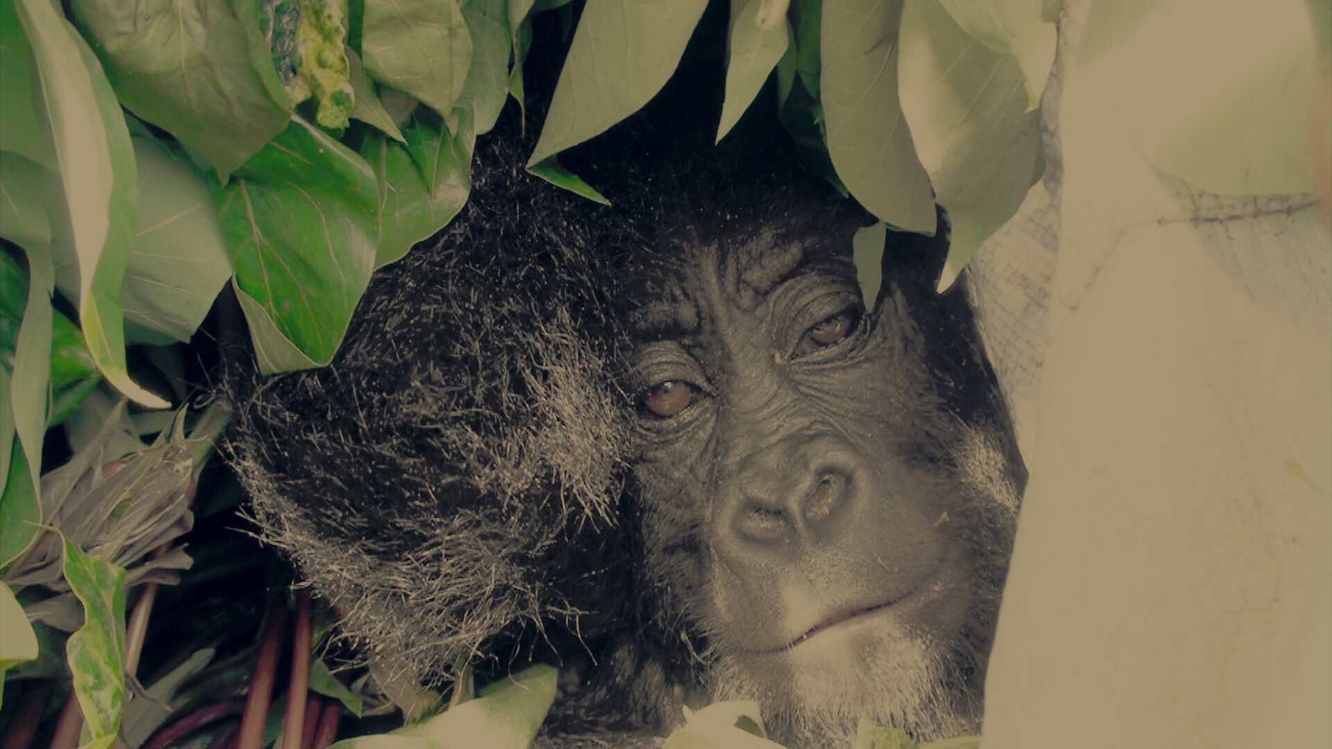 Virunga