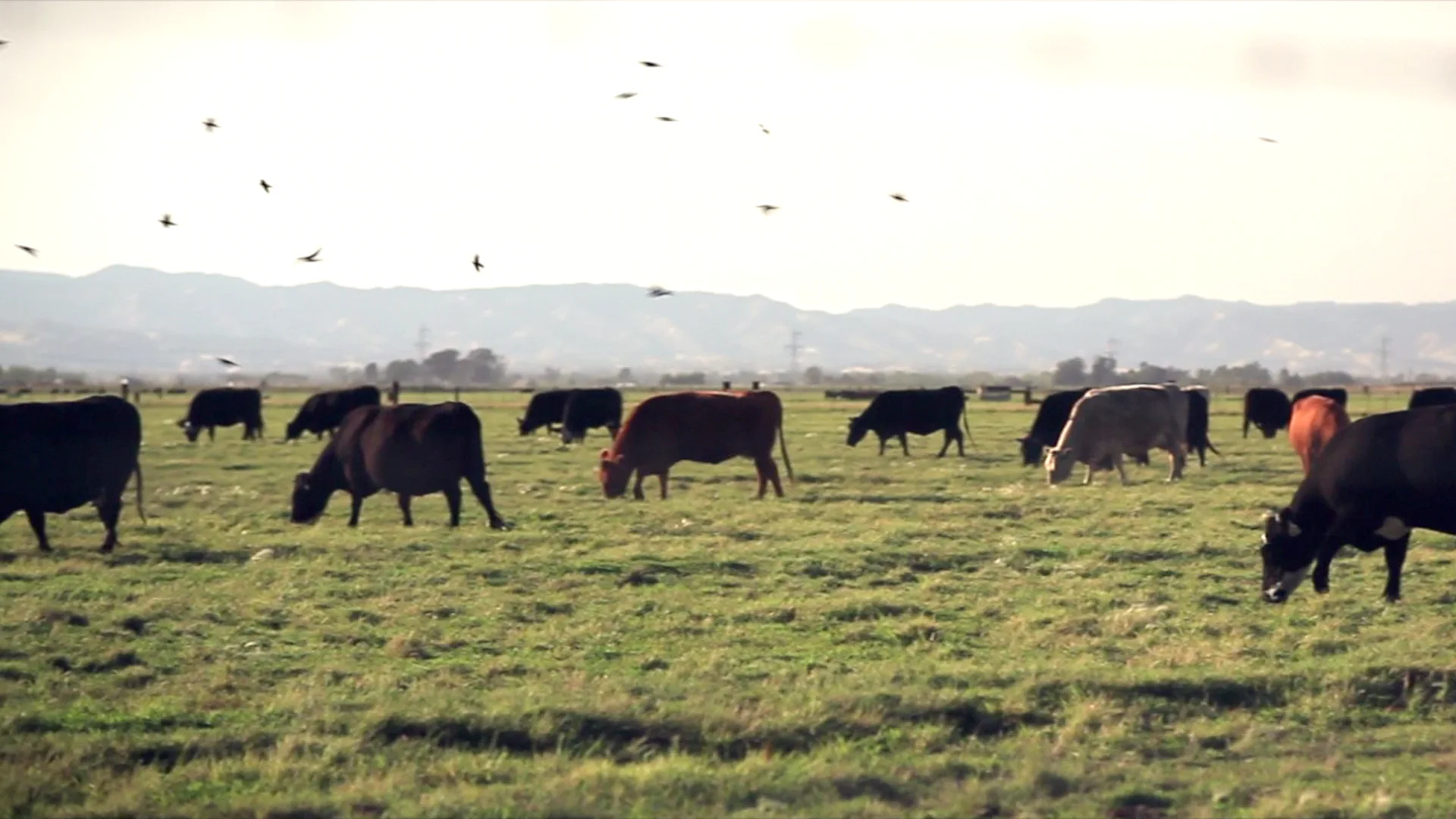 Cowspiracy: The Sustainability Secret