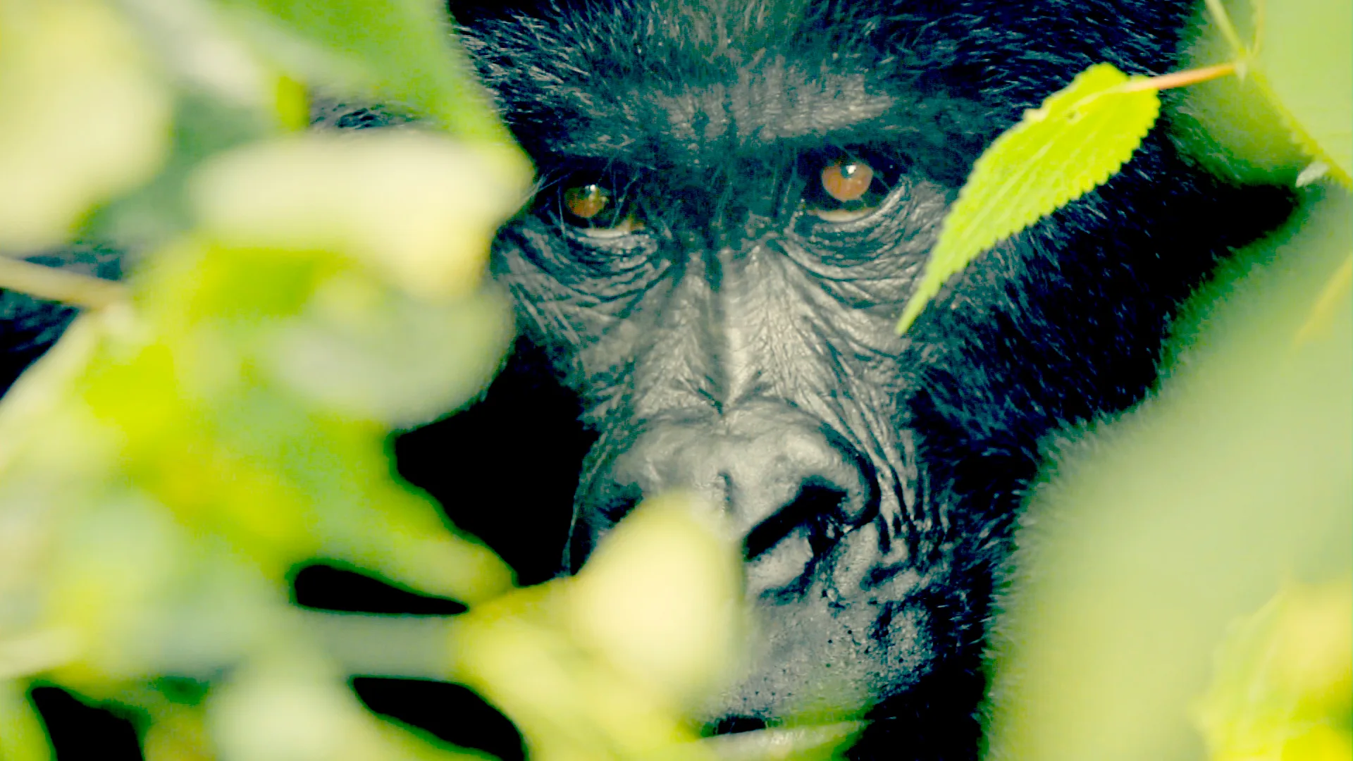 Virunga: Gorillas in Peril