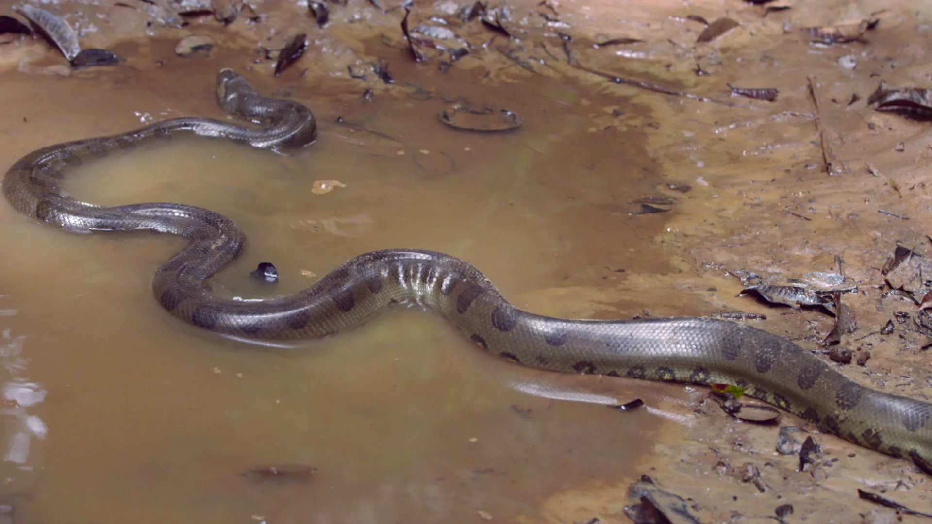 Anaconda - Silent Killer