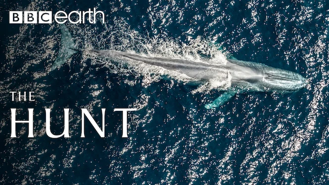 The Hunt