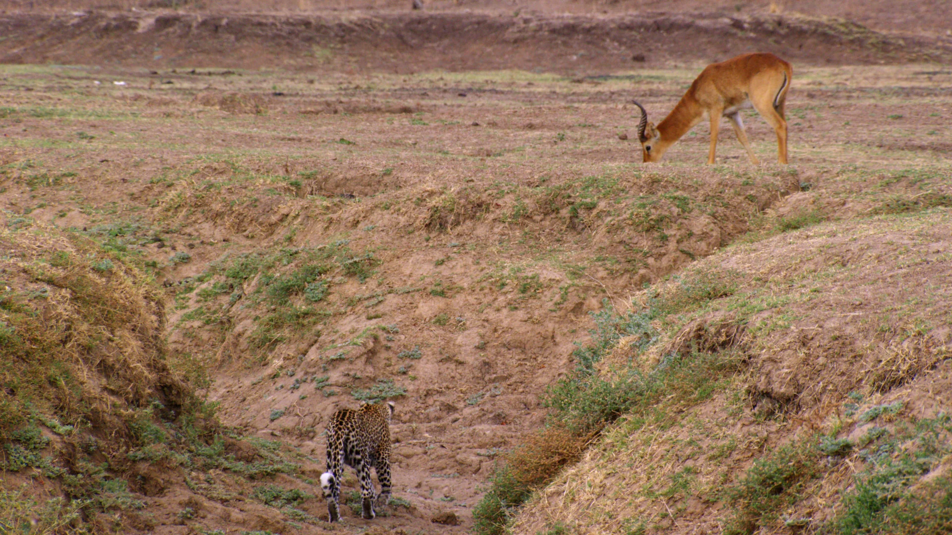 The Hunt
