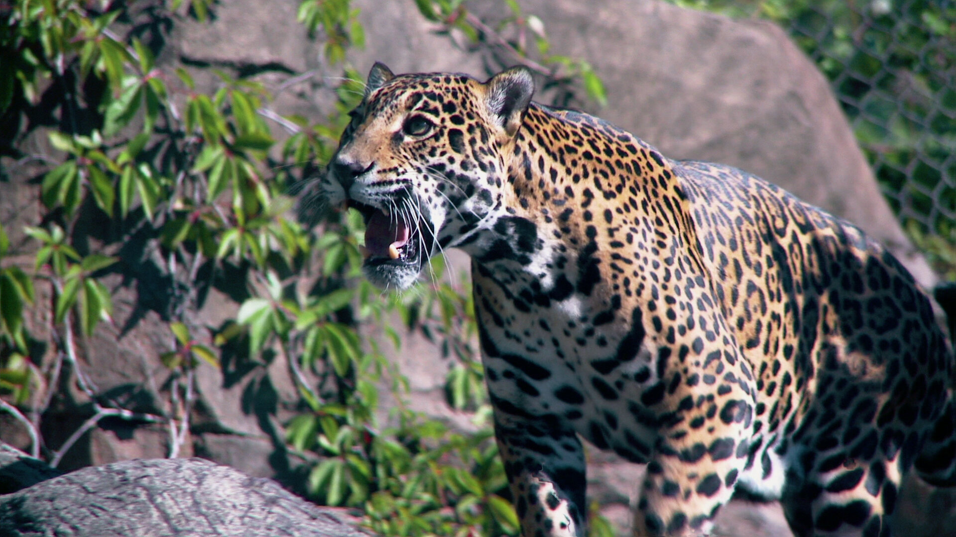 72 Dangerous Animals: Latin America