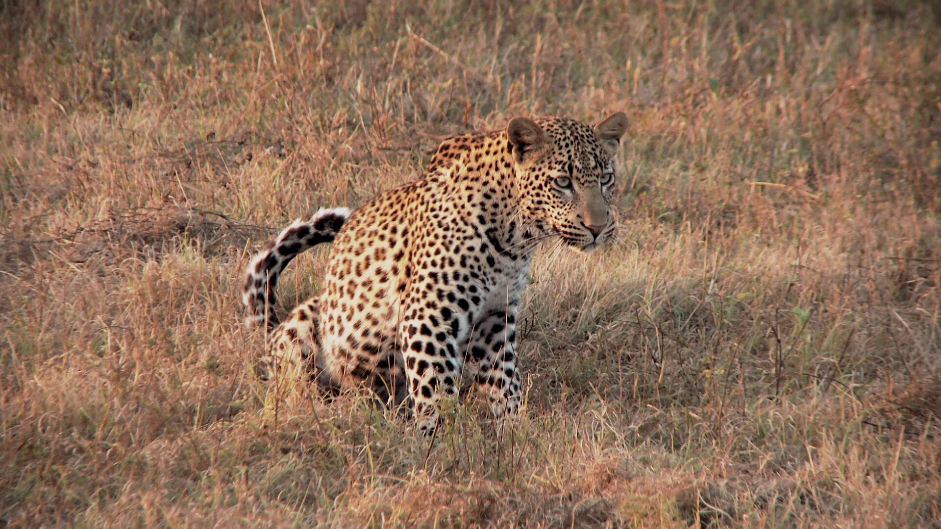 72 Dangerous Animals: Asia