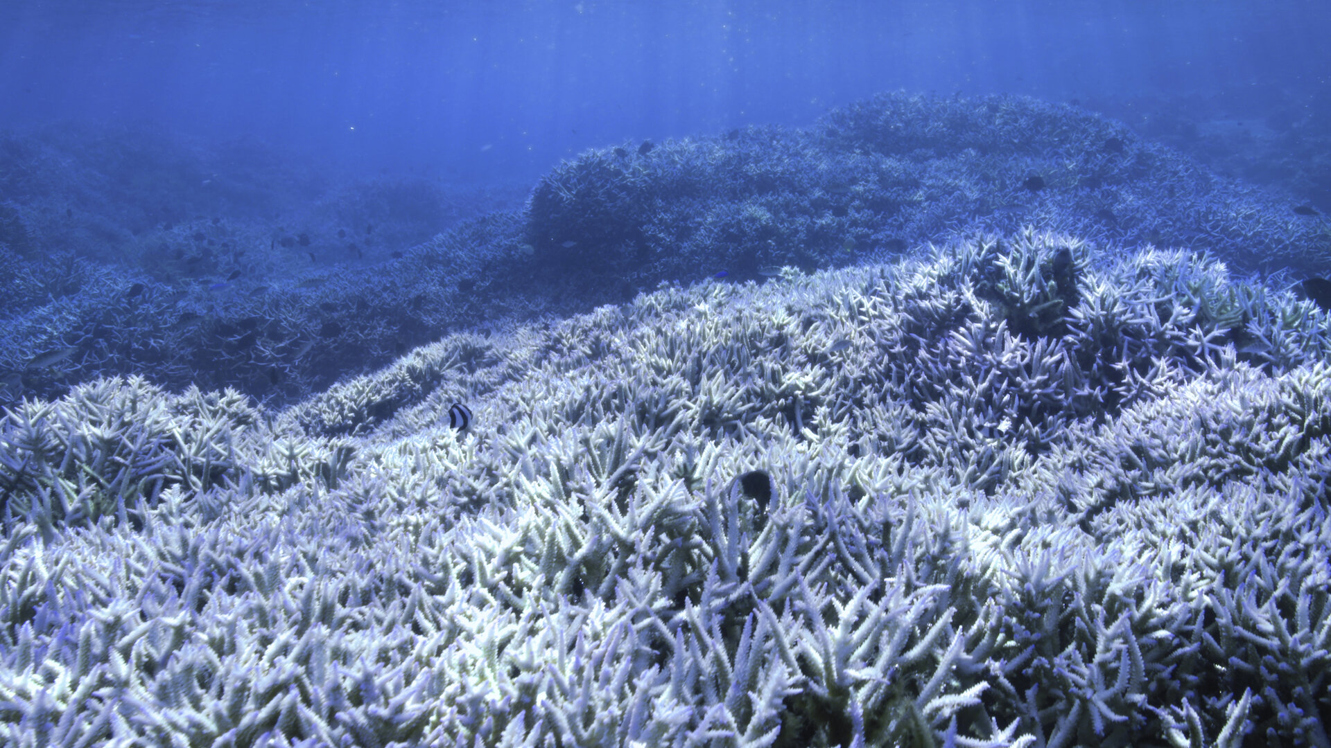 Chasing Coral