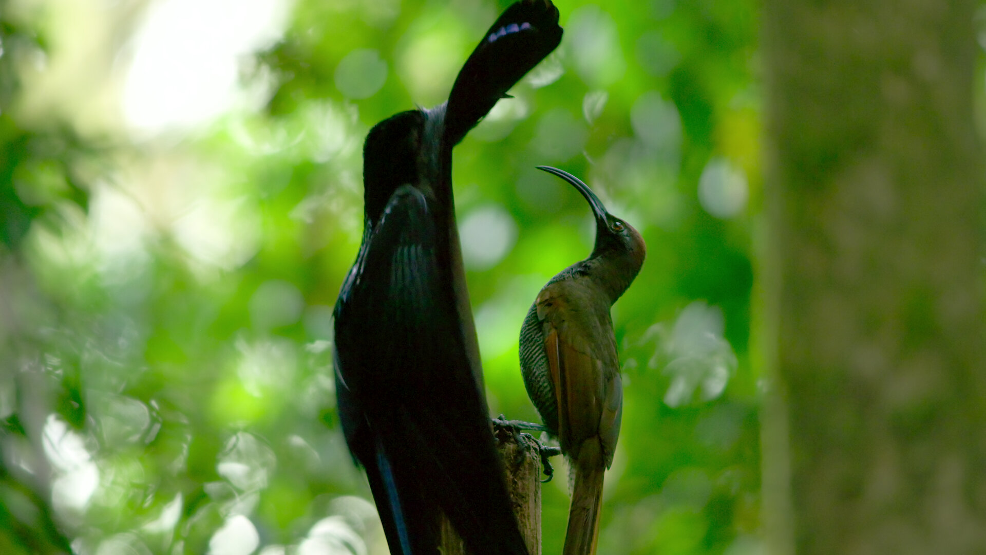 Dancing with the Birds