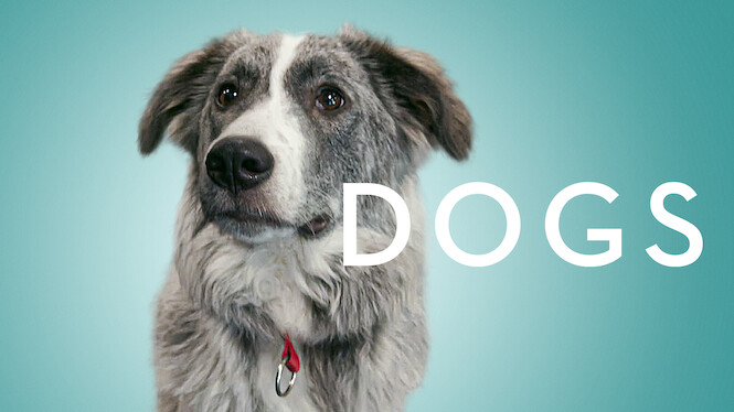 Dogs
