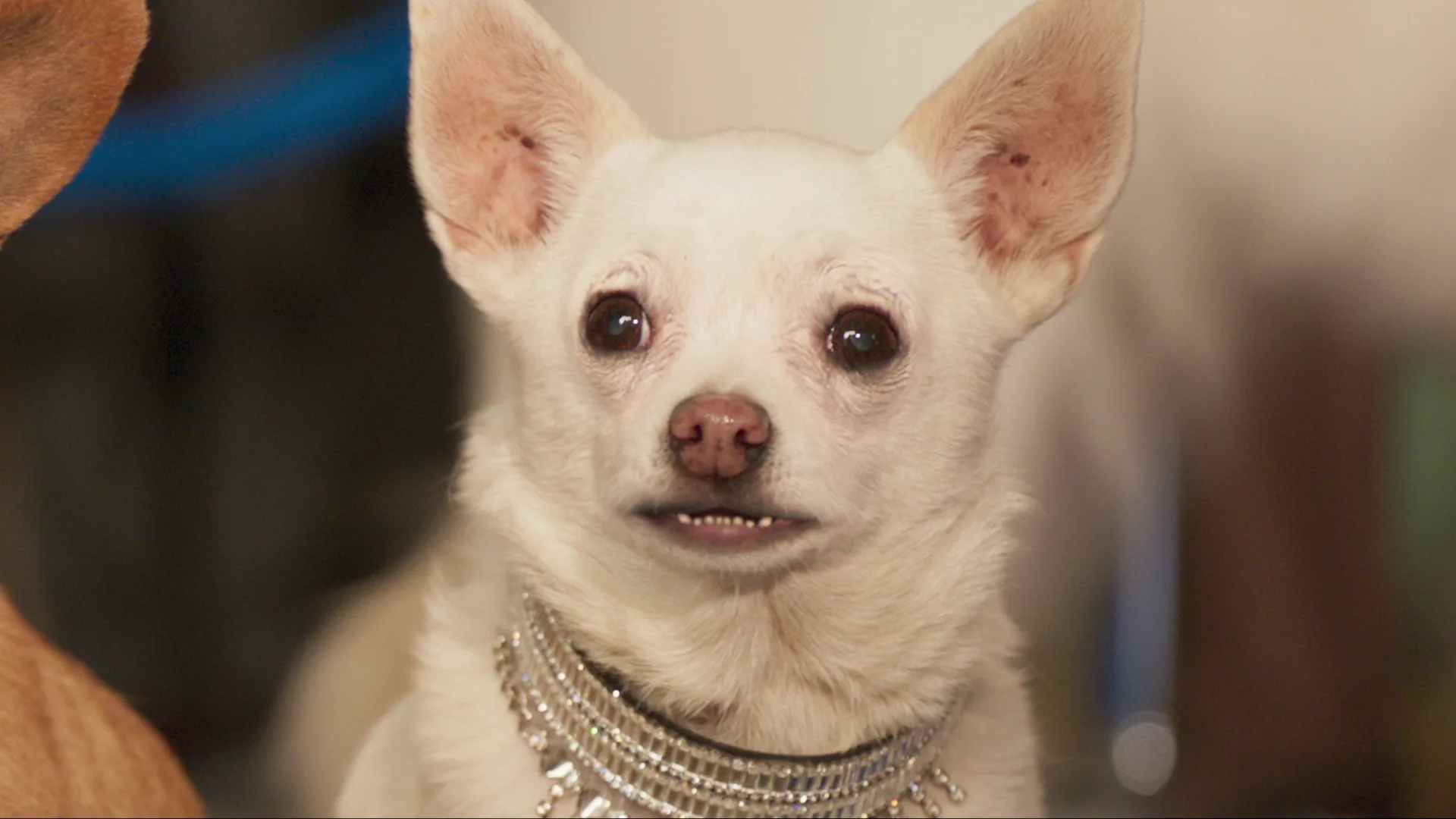 Show Dogs