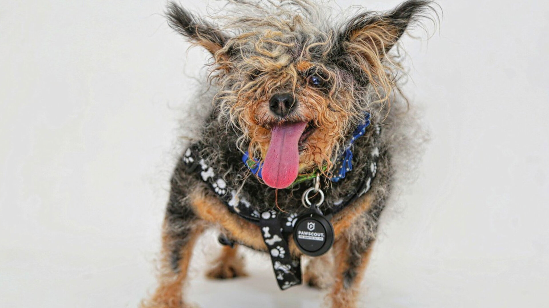 Pet Stars