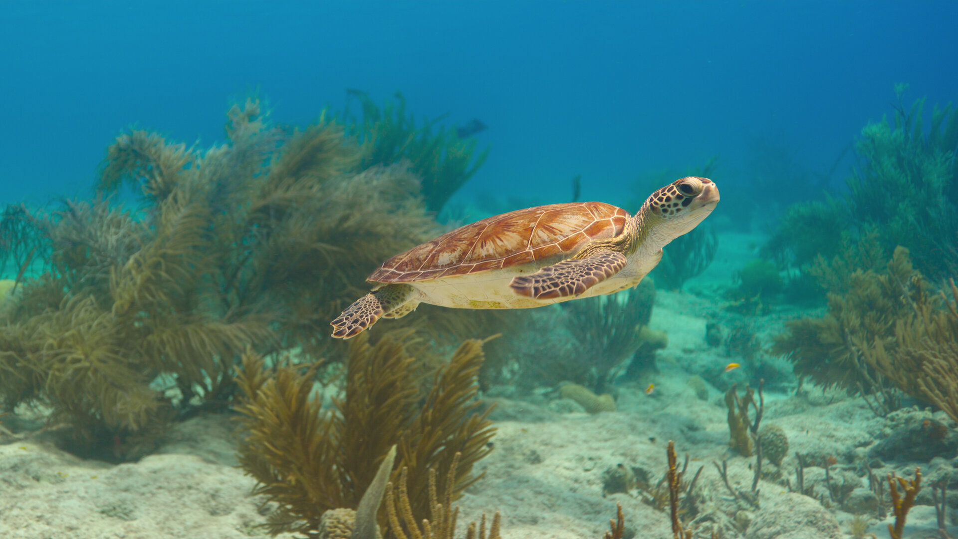 Our Oceans