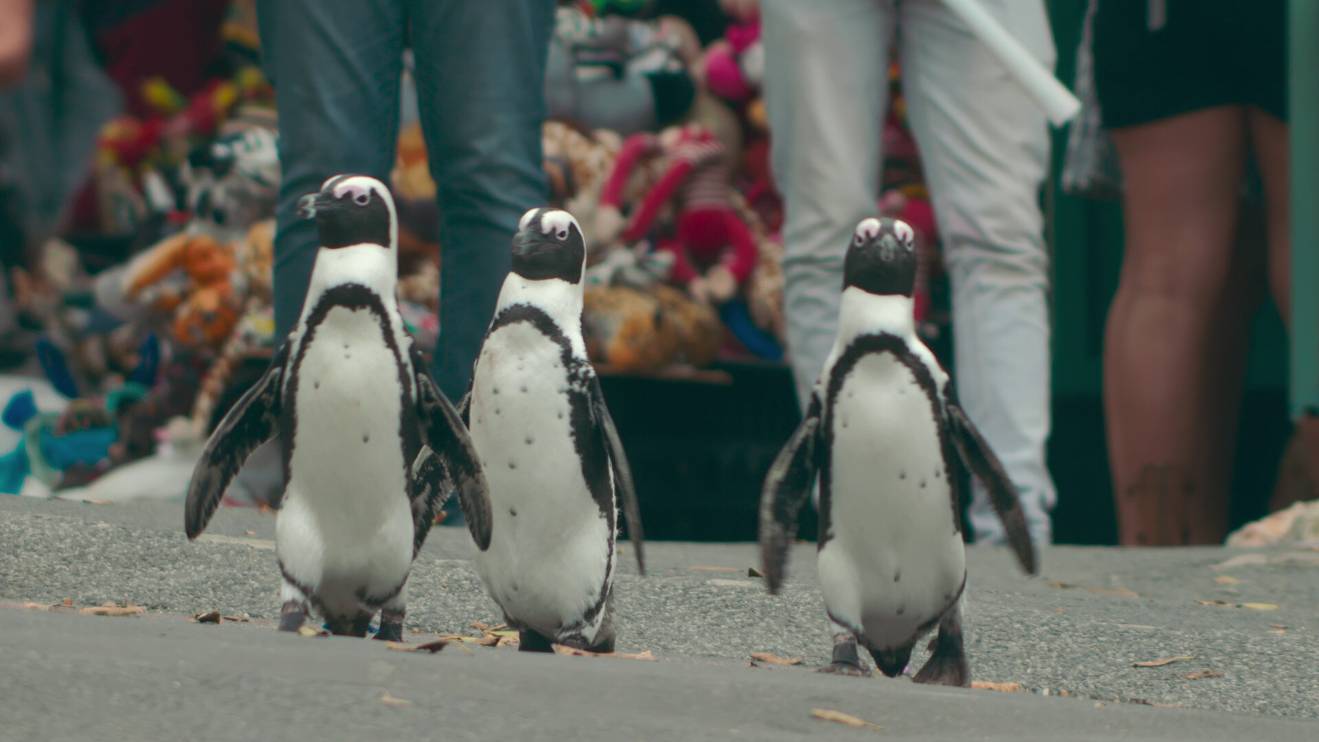 Penguin Town
