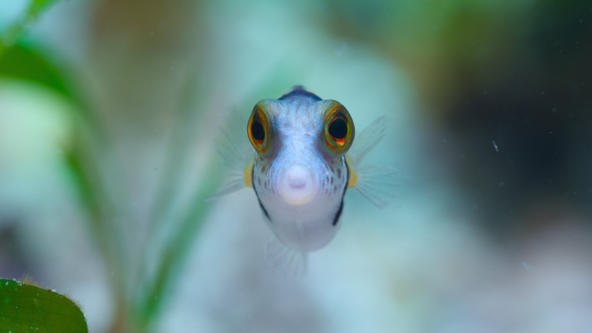 Puff: Wonders of the Reef