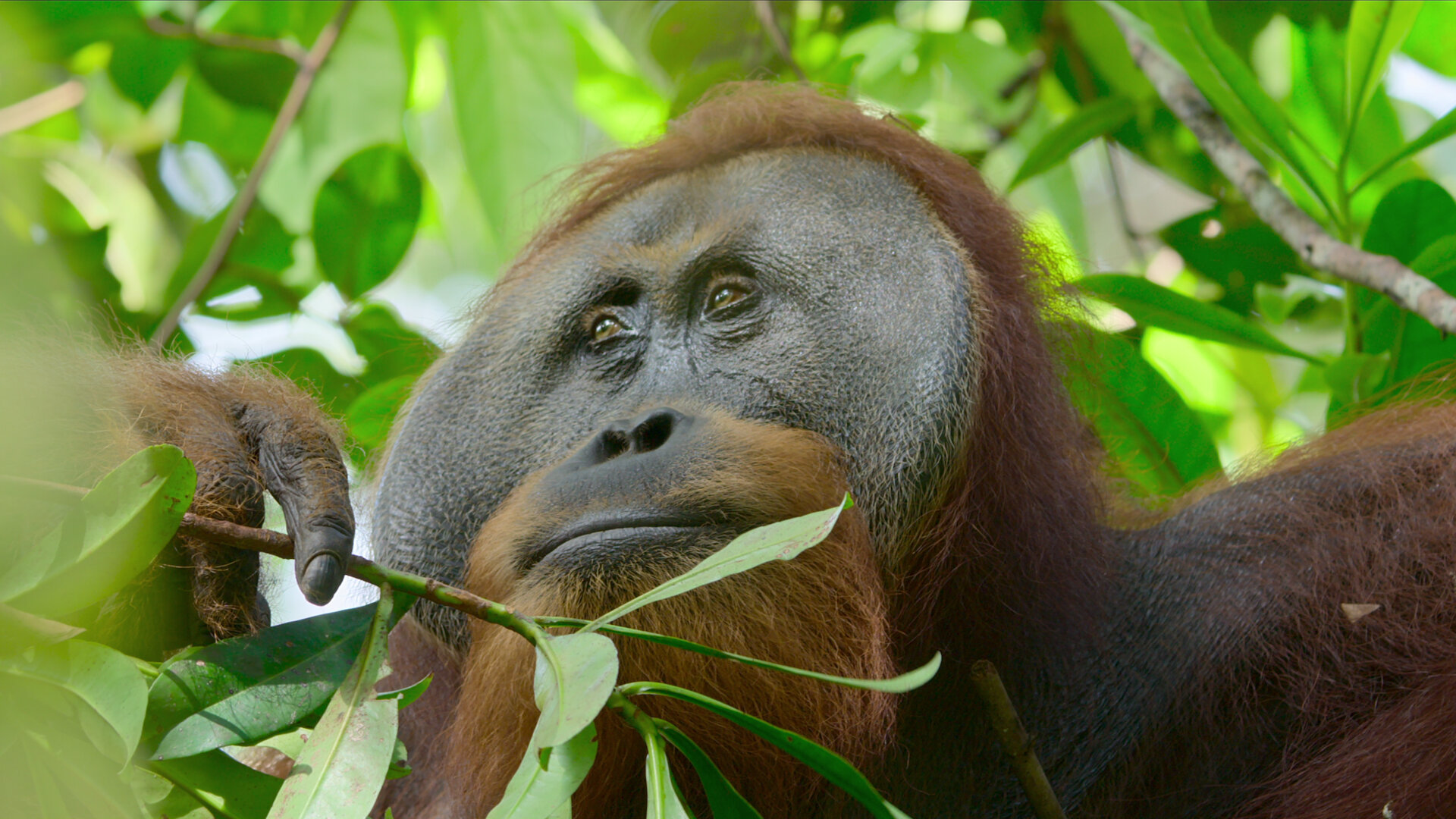 Secret Lives of Orangutans