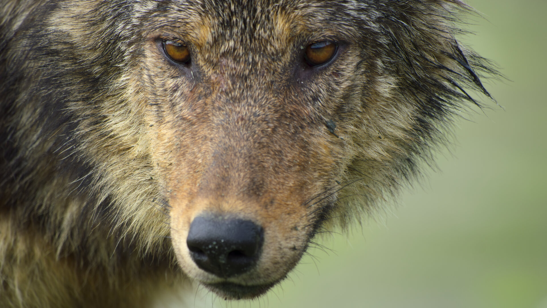 Island of the Sea Wolves