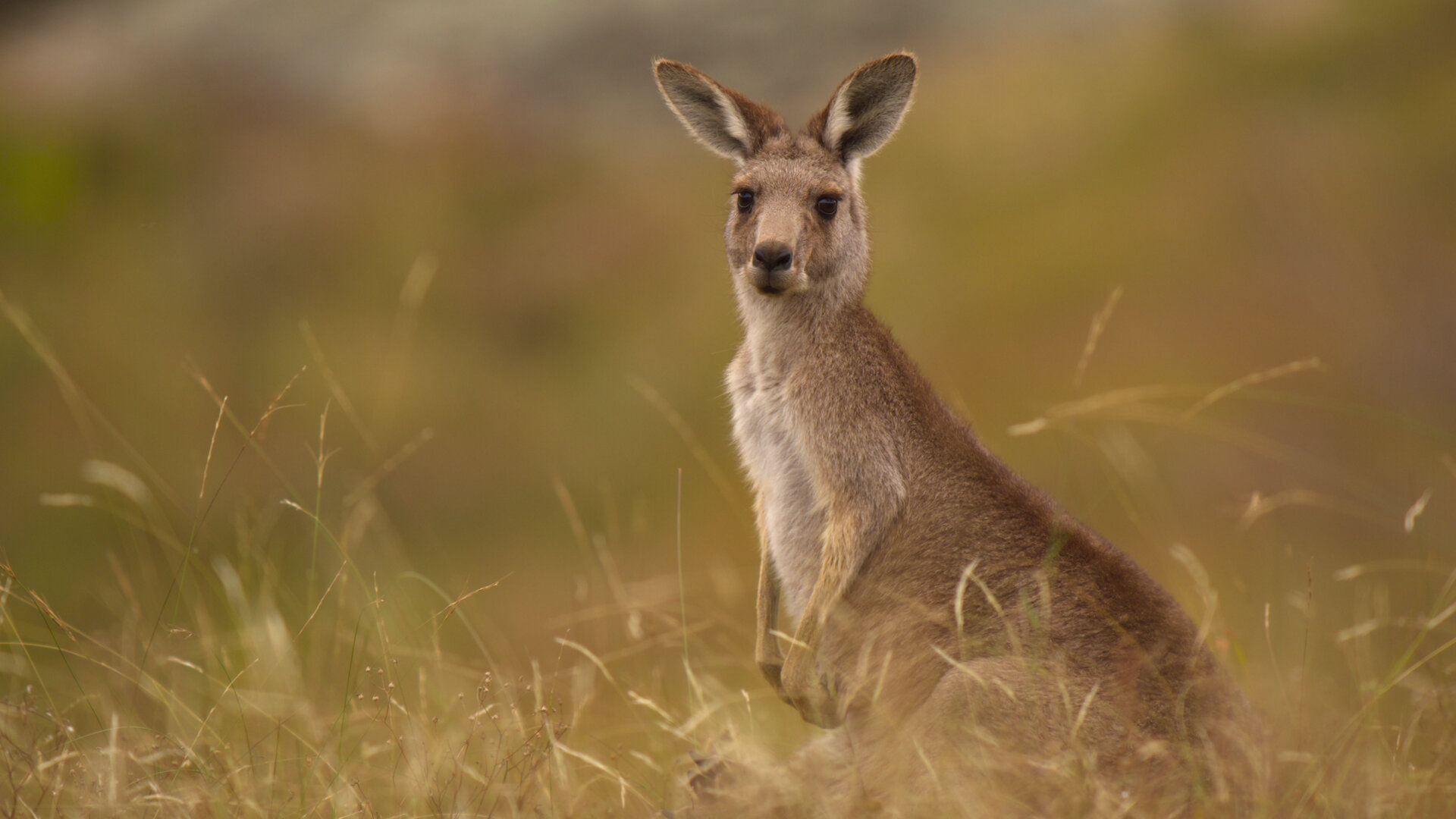 Kangaroo Valley