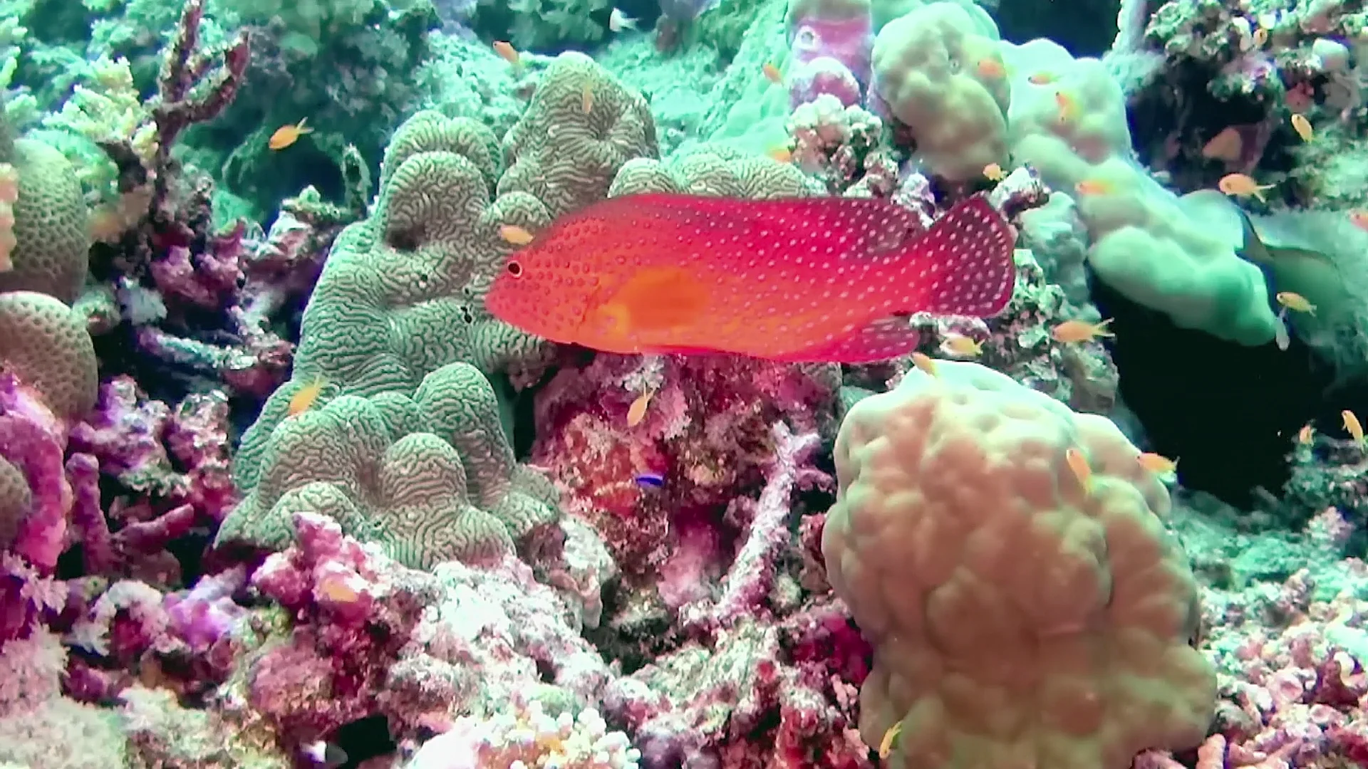 Coral Reef