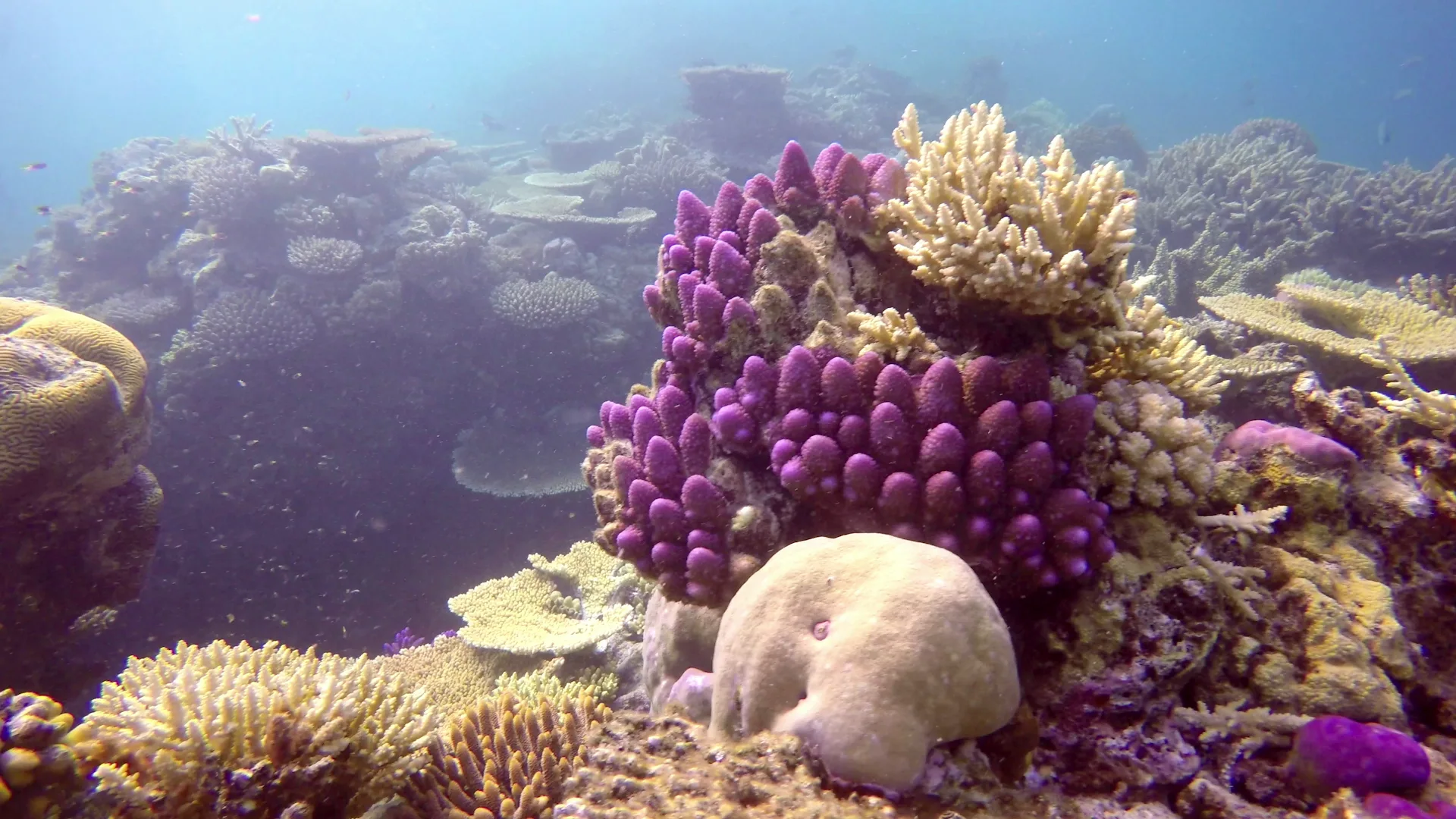 Great Barrier Reef