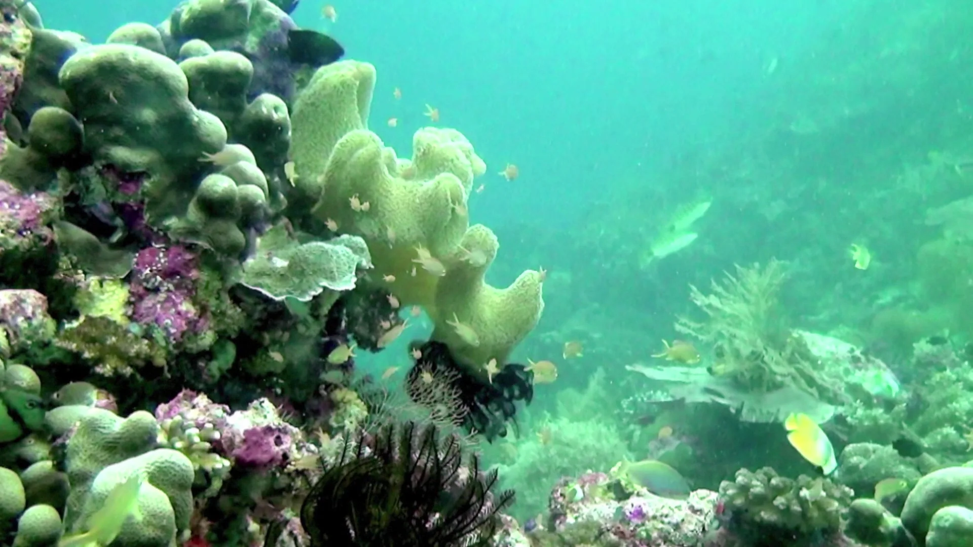 Magical Reef: The Islands Of The Four Kings