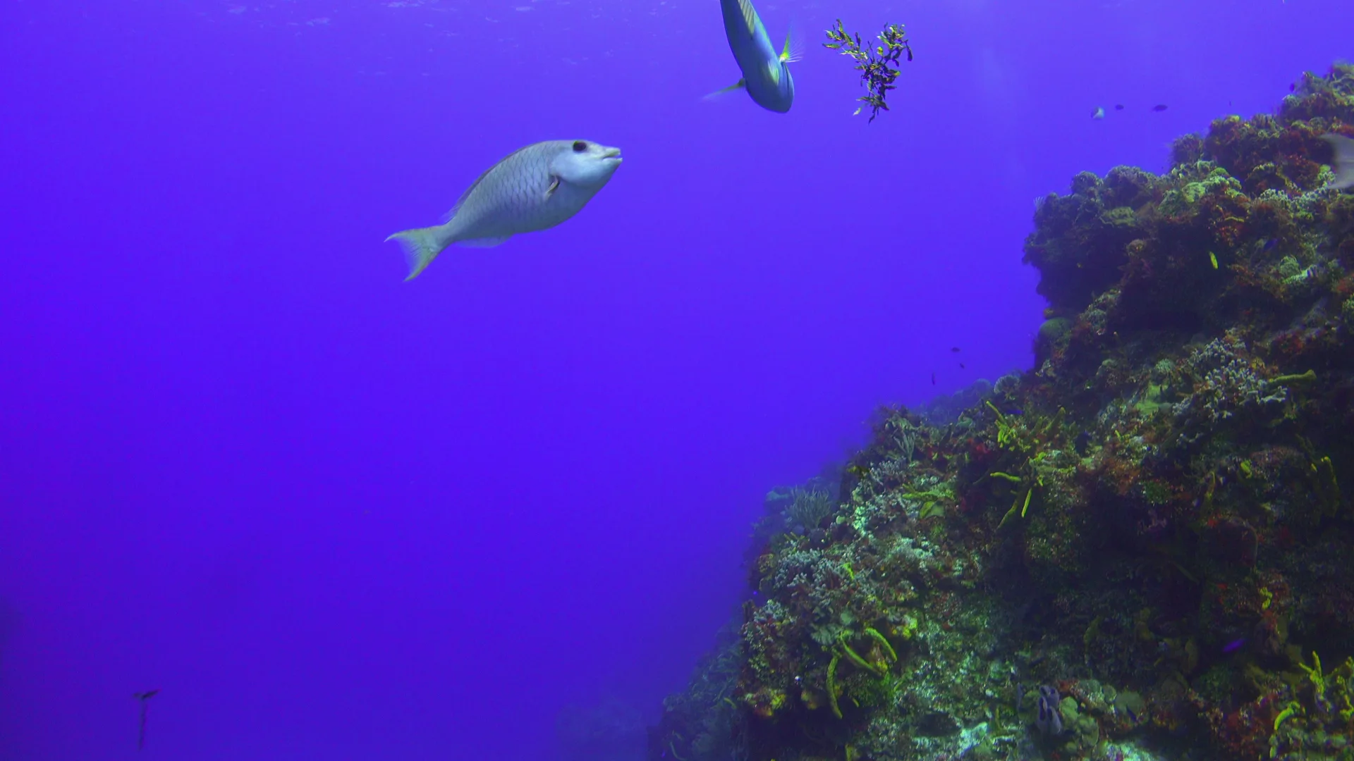 Red Sea