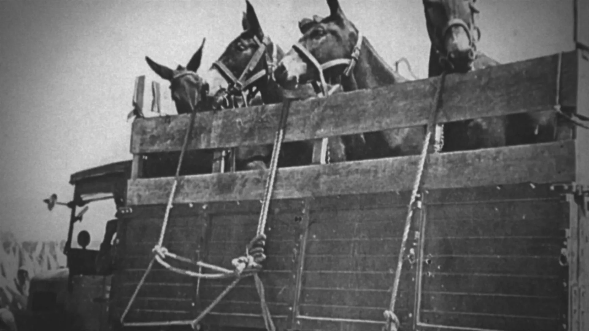 Animals In The Great War