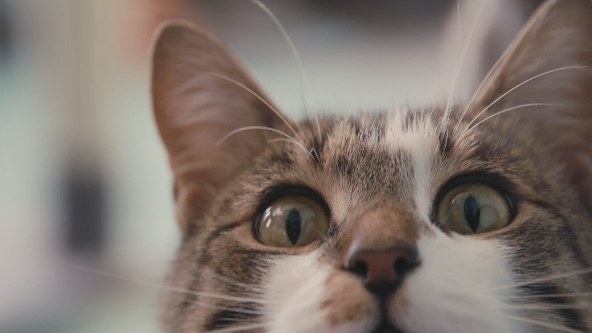 Inside the Mind of a Cat