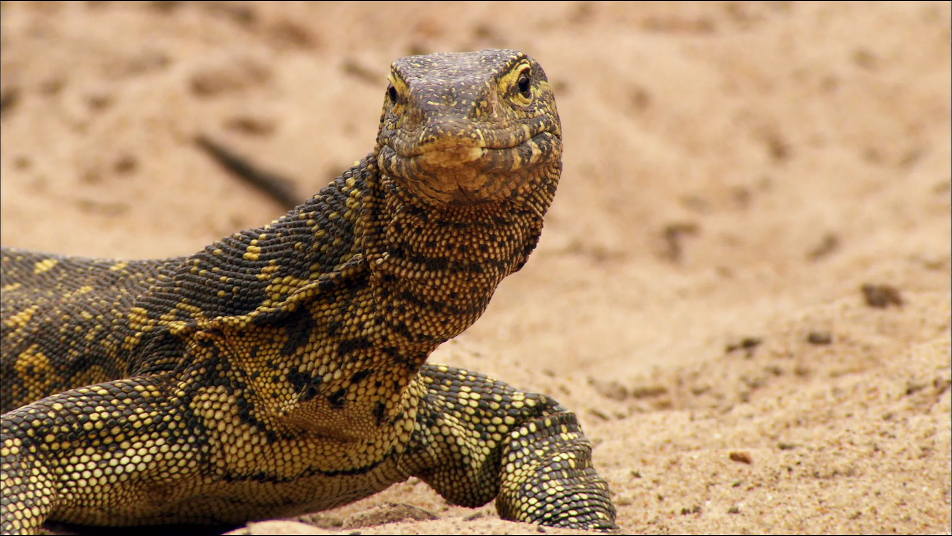 Crocodiles – The Private Life of Primeaval Reptiles