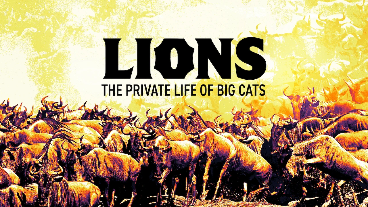 Lions – The Private Life of Big Cats
