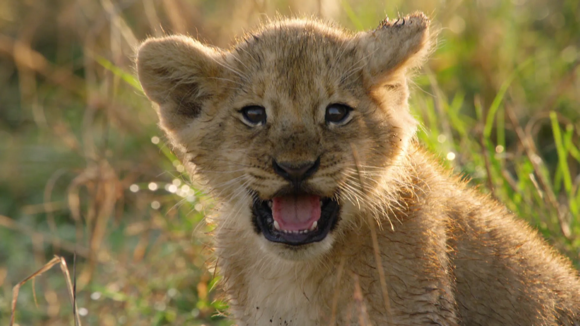 Lions – The Private Life of Big Cats