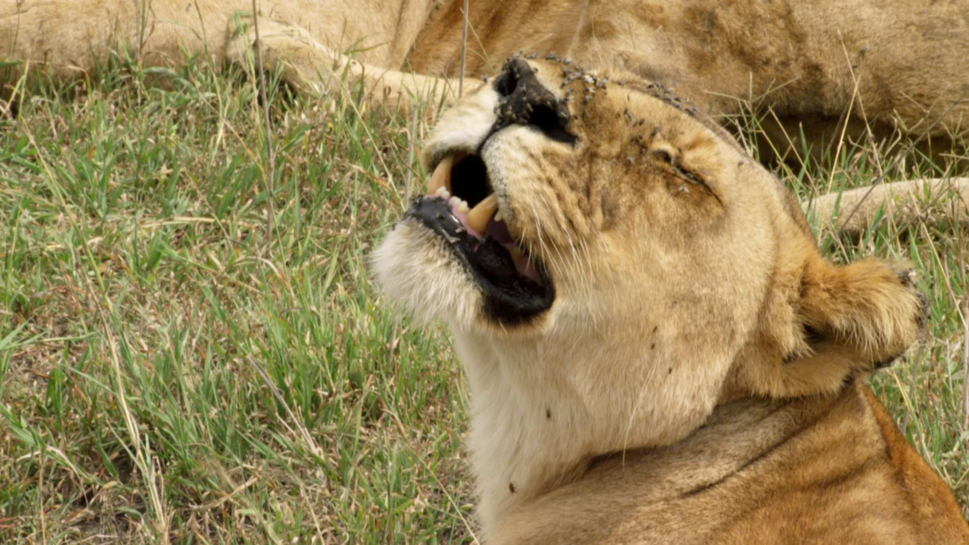 Lions – Mothers’ Fight for Survival