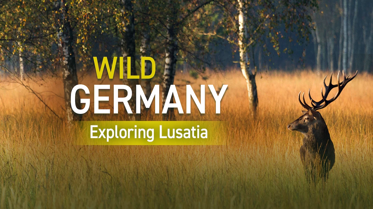 Wild Germany – Exploring Lusatia