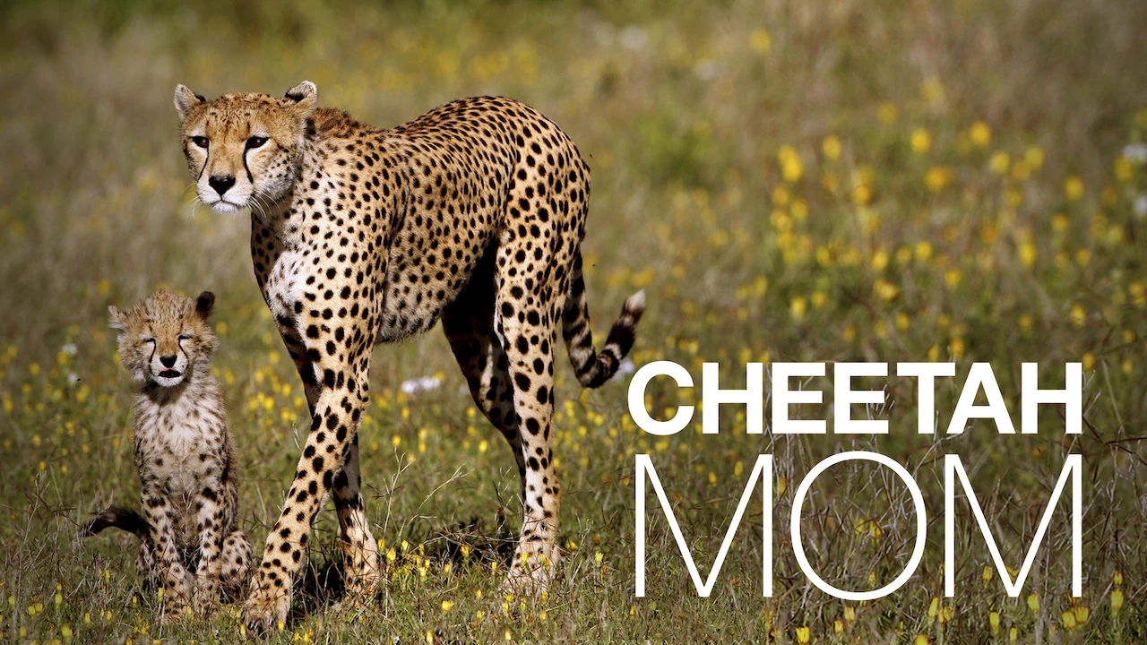 Cheetah Mom