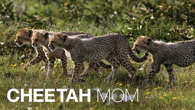 Cheetah Mom