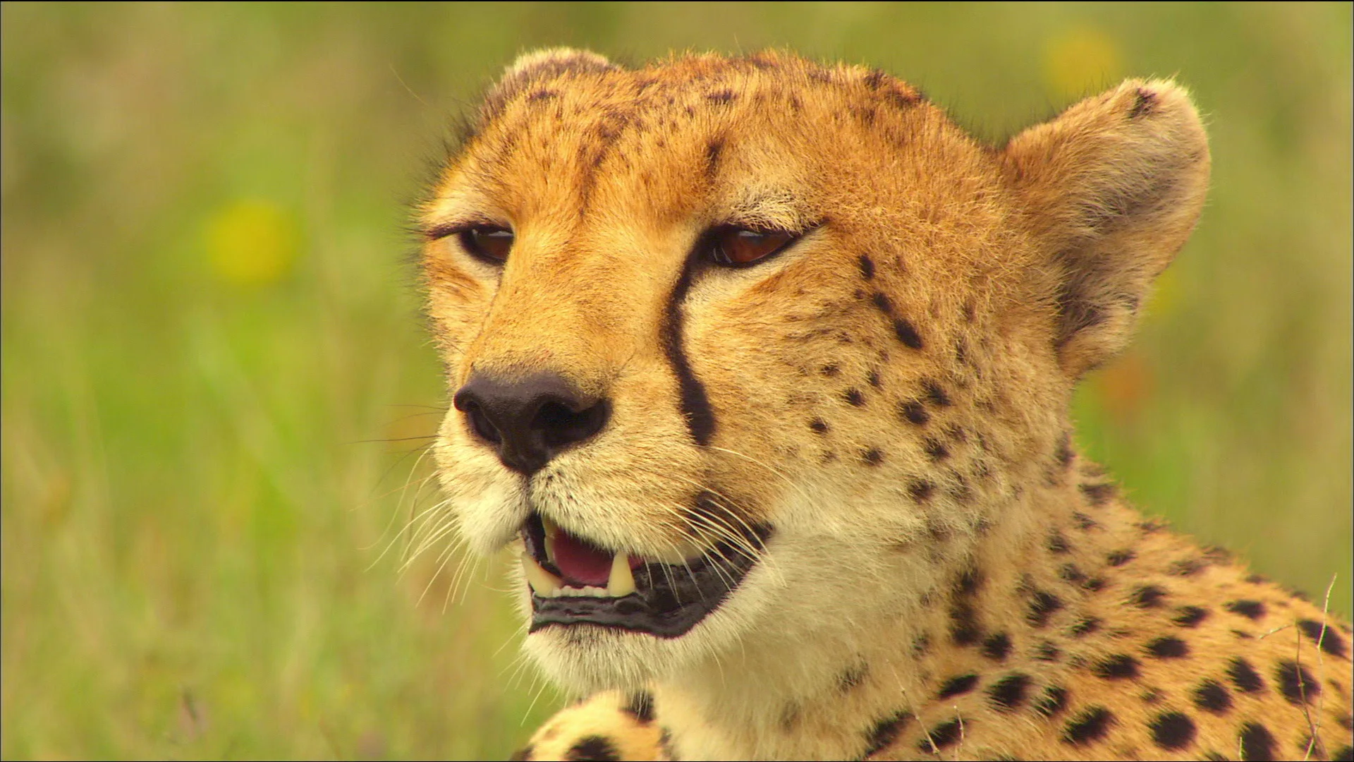 Cheetah Mom