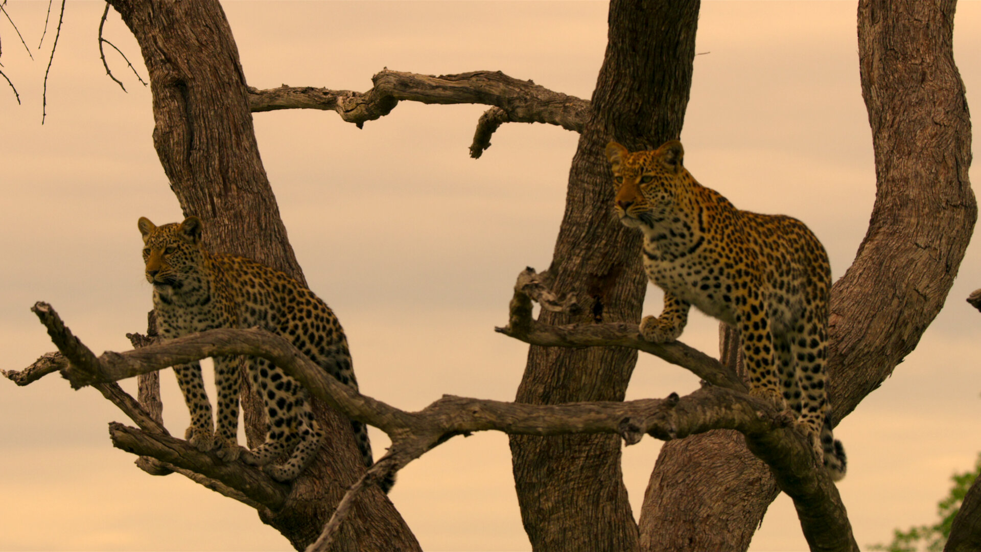 Living with Leopards