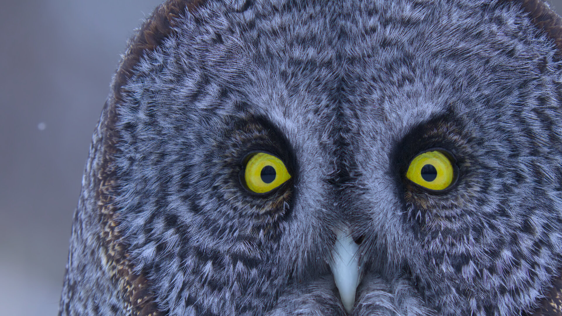 Secret World of Sound with David Attenborough