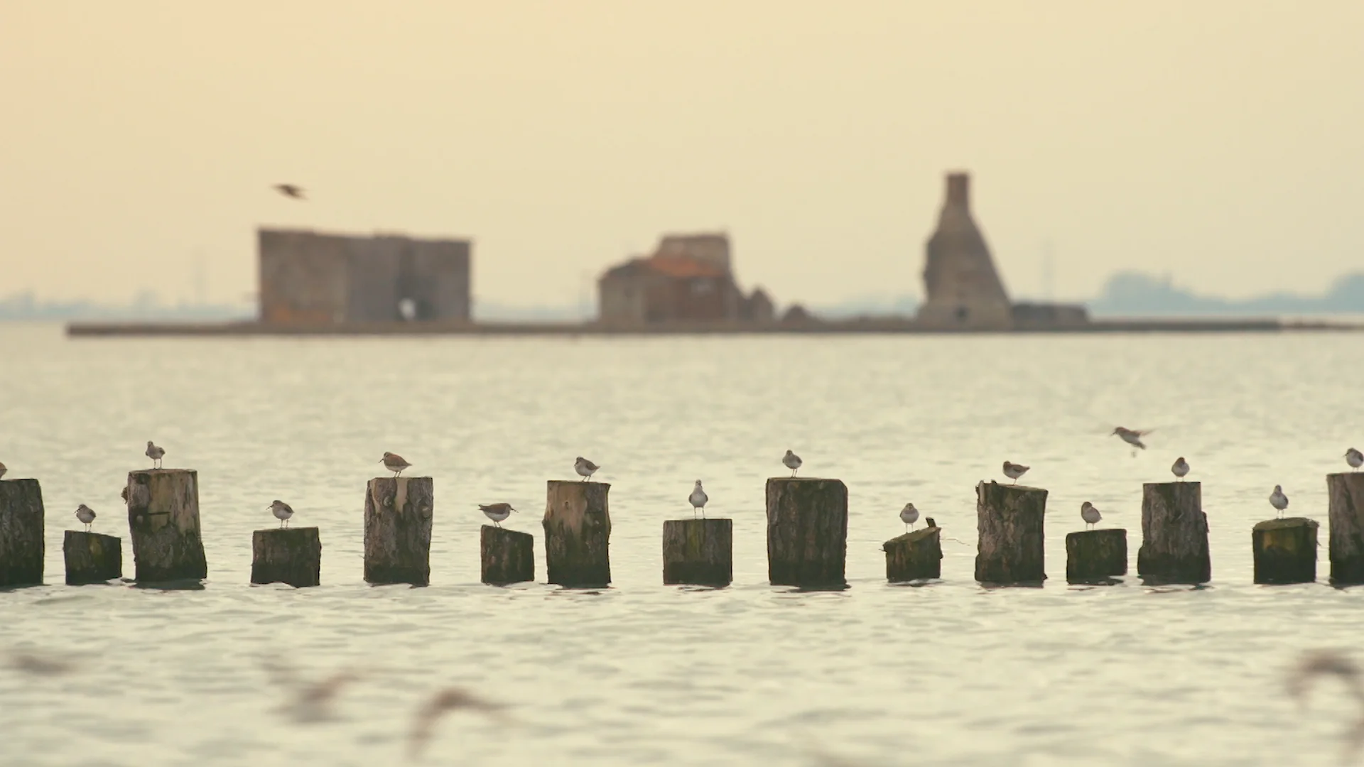 Wild Venice