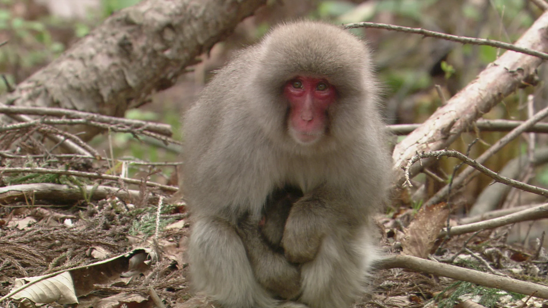 Japan's Wildlife: The Untold Story