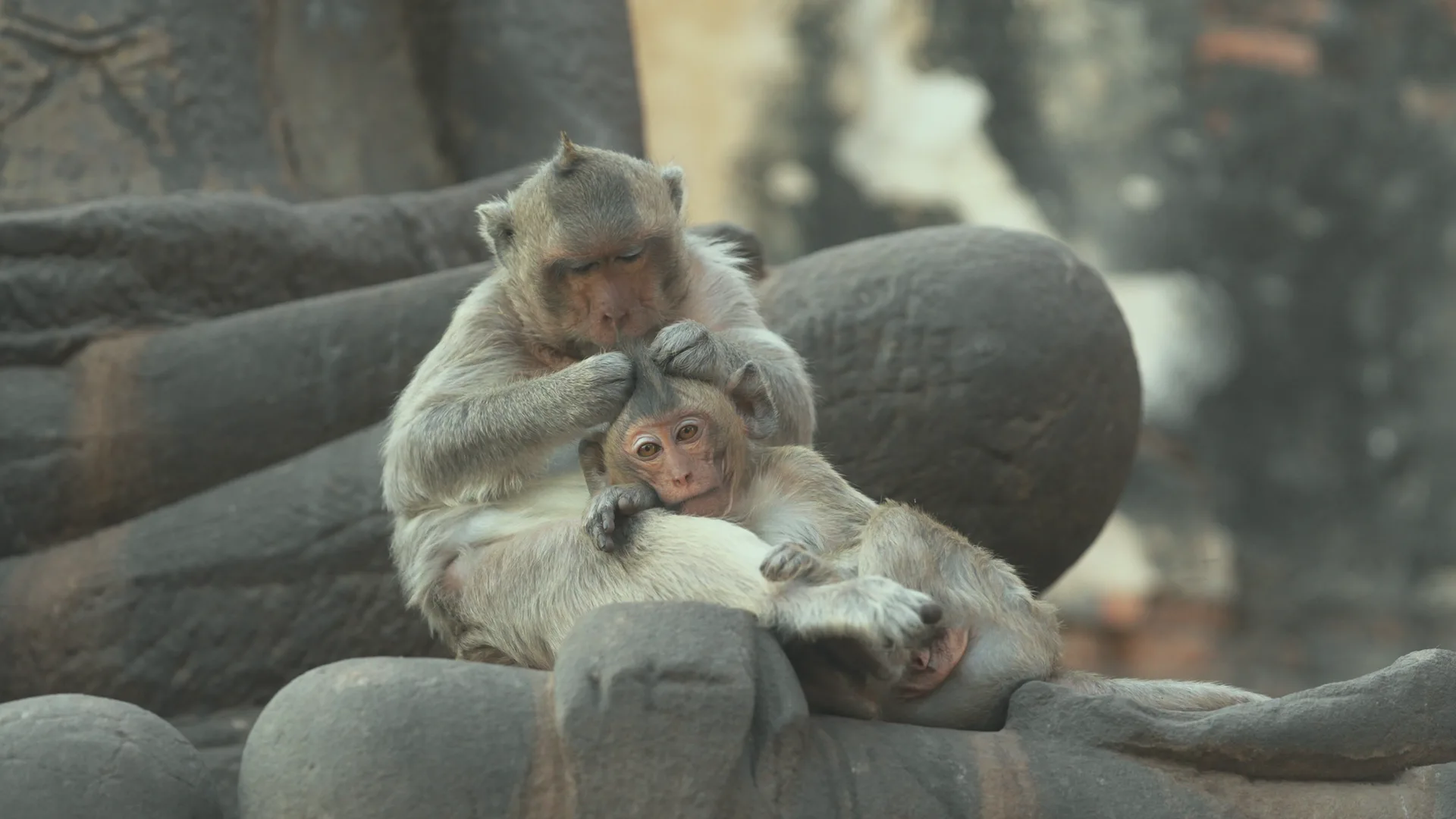 Monkey City
