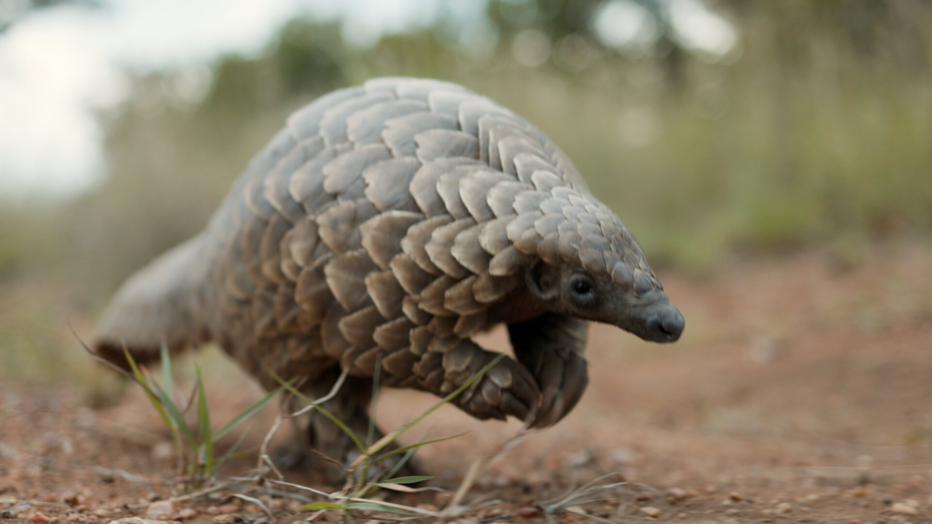 Pangolin: Kulu’s Journey