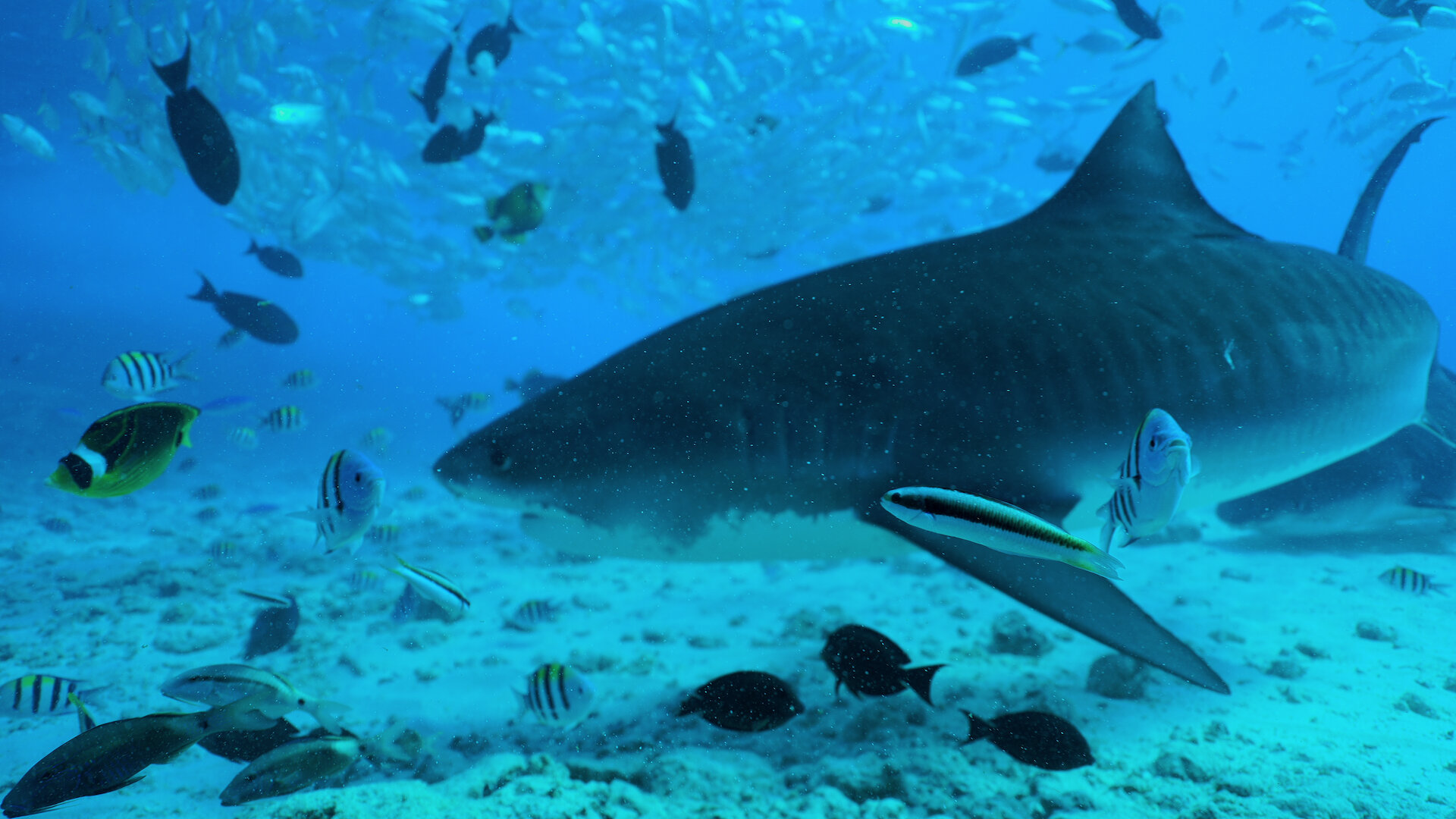 All the Sharks