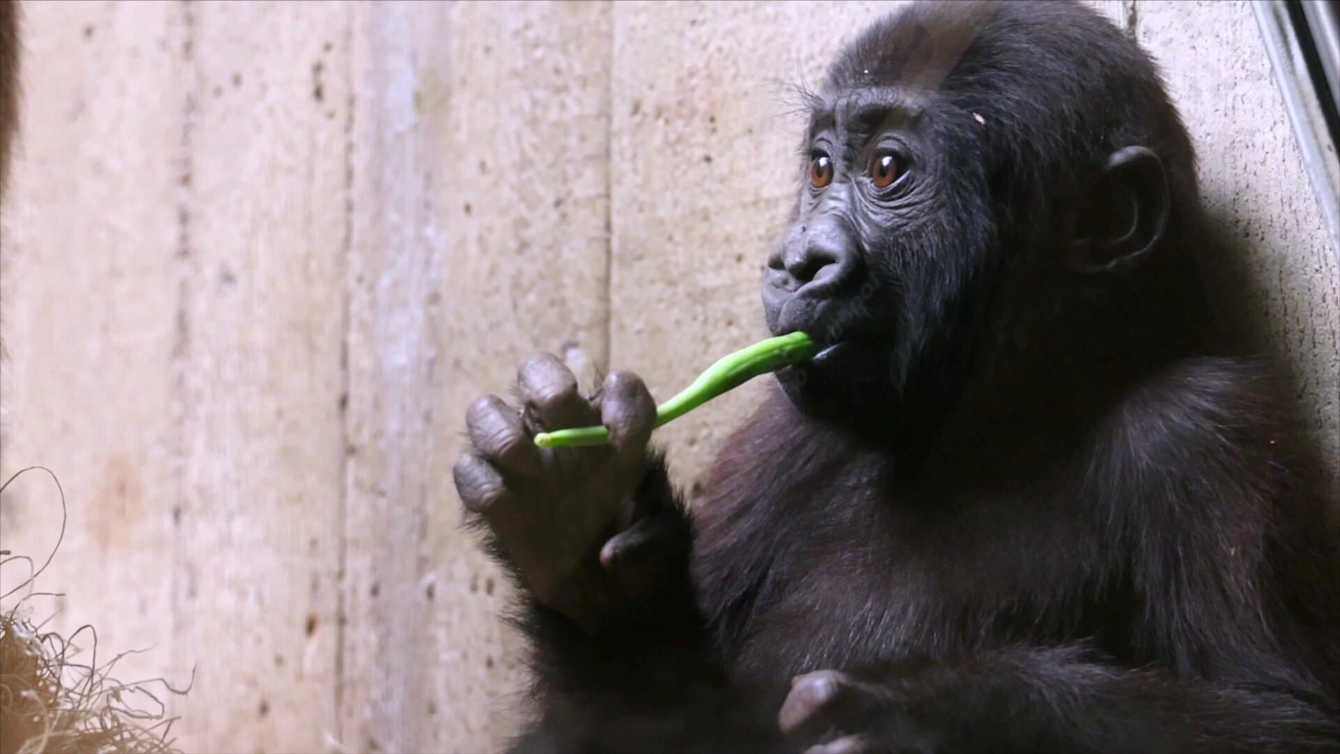 Baby Gorilla Cam