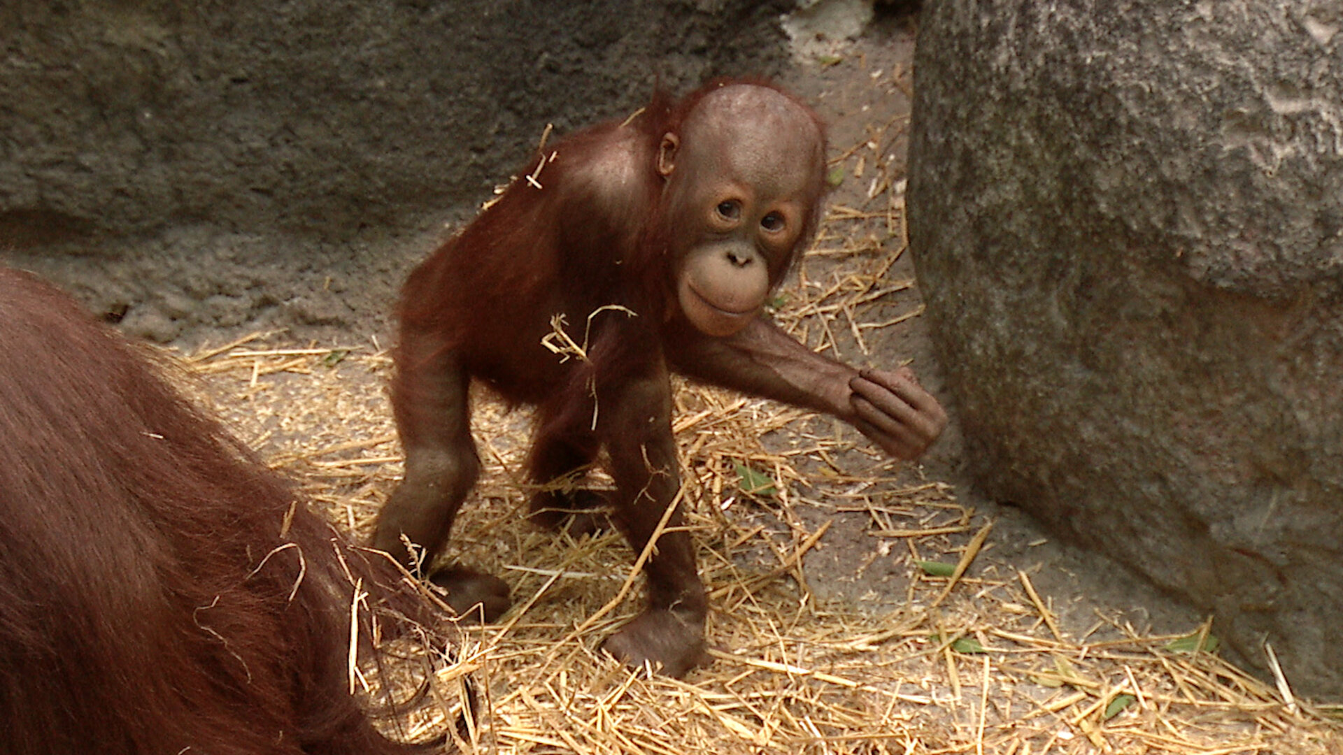 Baby Animal Cam