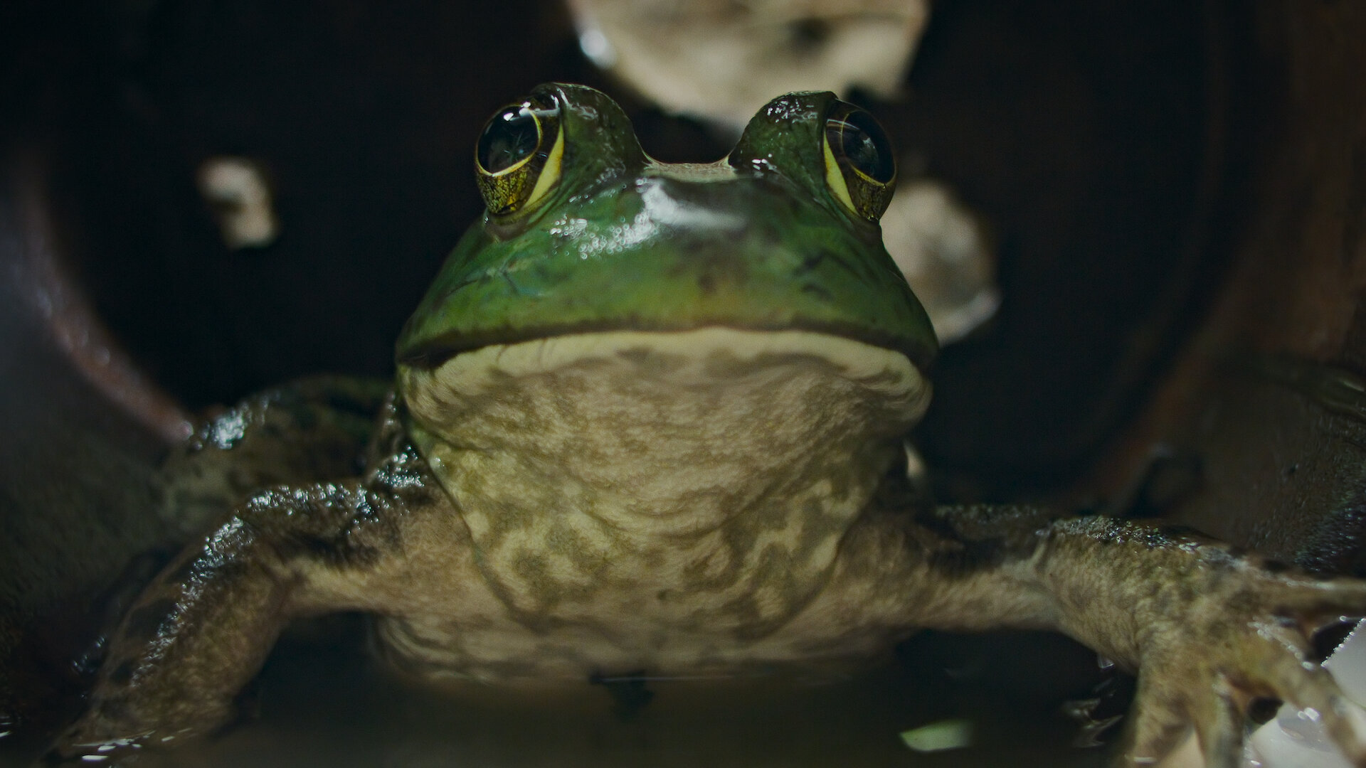 Nightmares of Nature