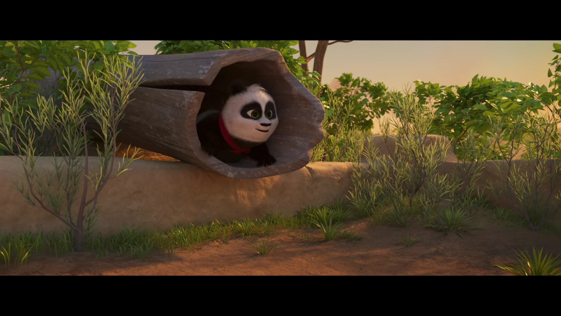 Panda Bear in Africa