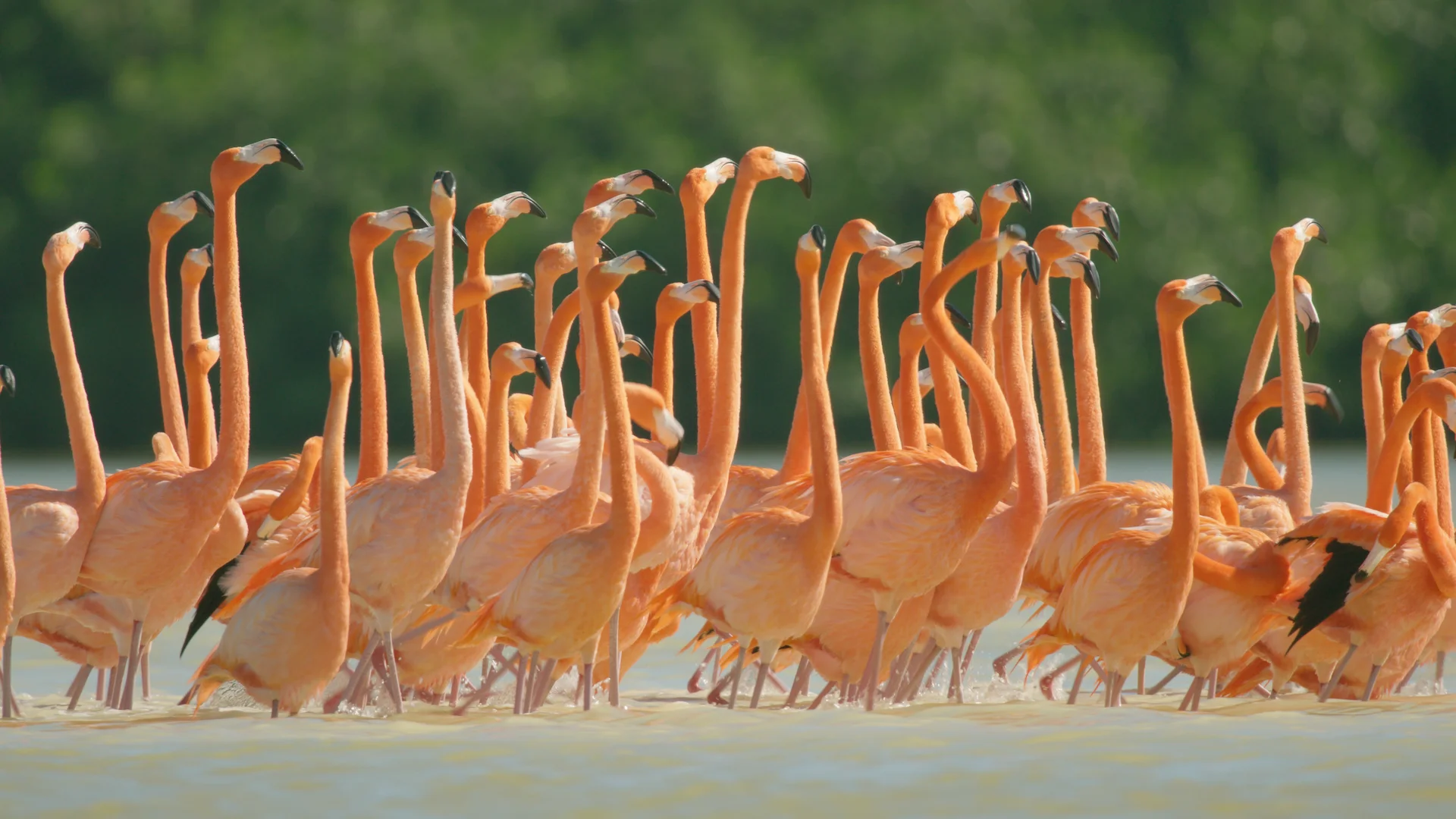 Flamingos: Life After the Meteorite