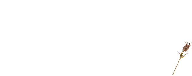 Between the Seasons logo
