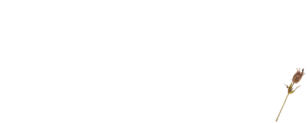Between the Seasons logo